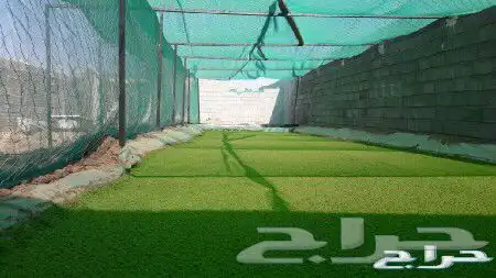 علف ازولا للحلال والدواجن والأسماك شبه مجاني 0