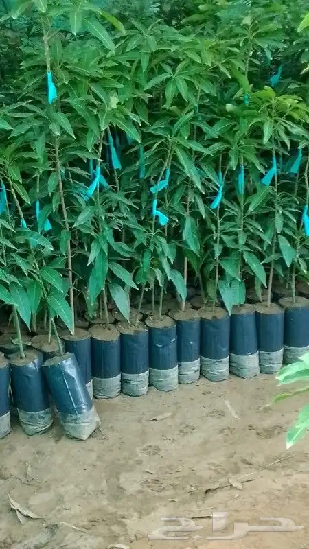 شتلات مانجوا بجميع انواعها 0