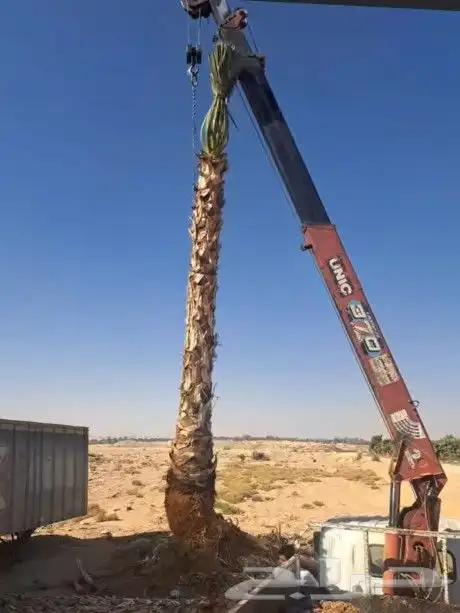 يتوجد الديناء جميع انواع انخيل العربي وازينه وشنطن 5