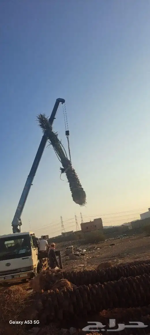 نخل للبيع جثايث مكه المكرمه جده 1