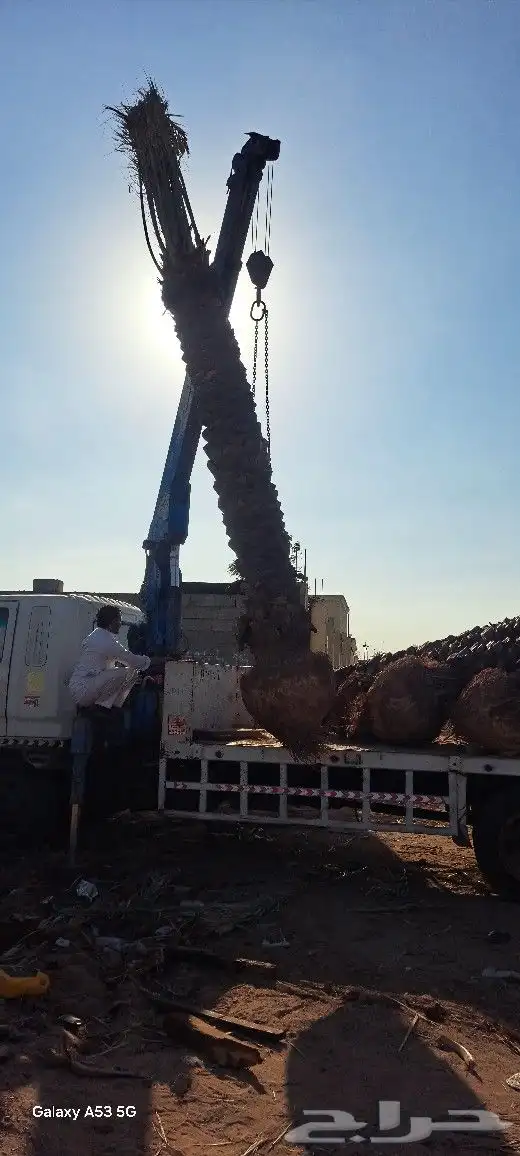 نخل للبيع جثايث مكه المكرمه جده 7