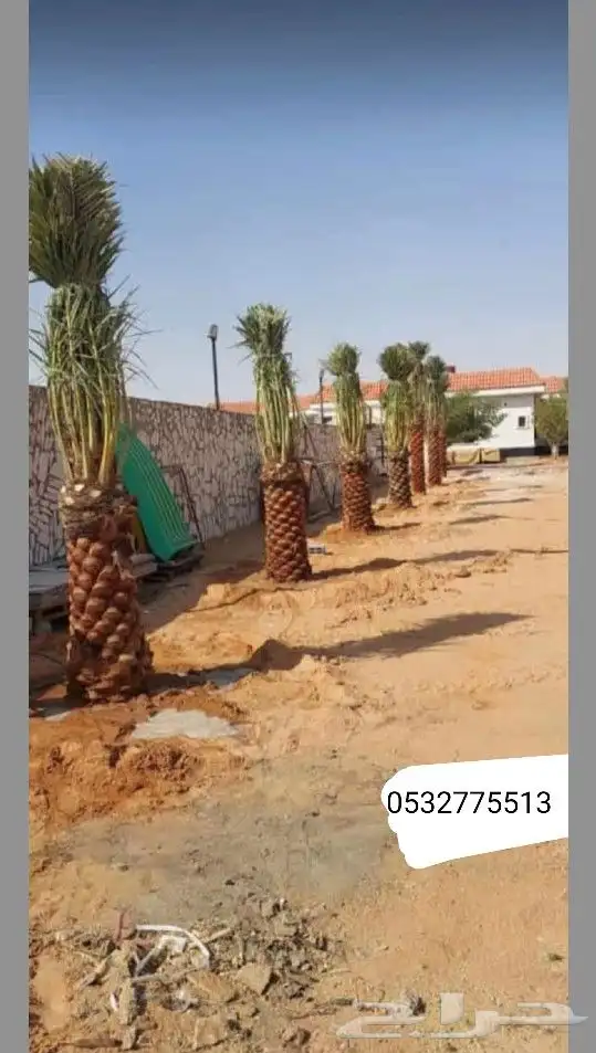 يتوجد الديناء جميع انواع انخيل العربي وازينه وشنطن 7