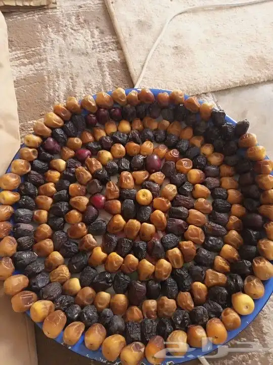 يتوجد الديناء جميع انواع انخيل العربي وازينه وشنطن 3