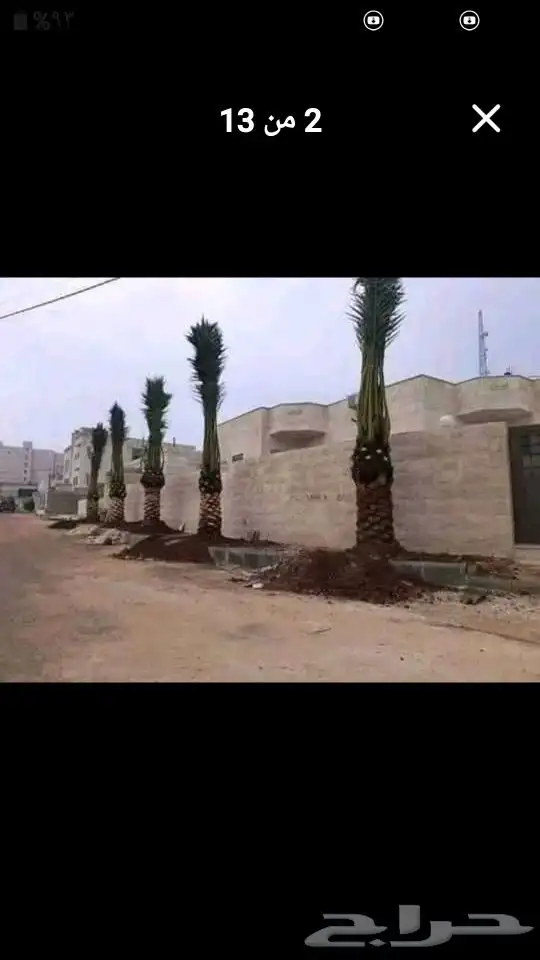 نخيل للبيع عربي واشنطني بجميع المقاسات 8