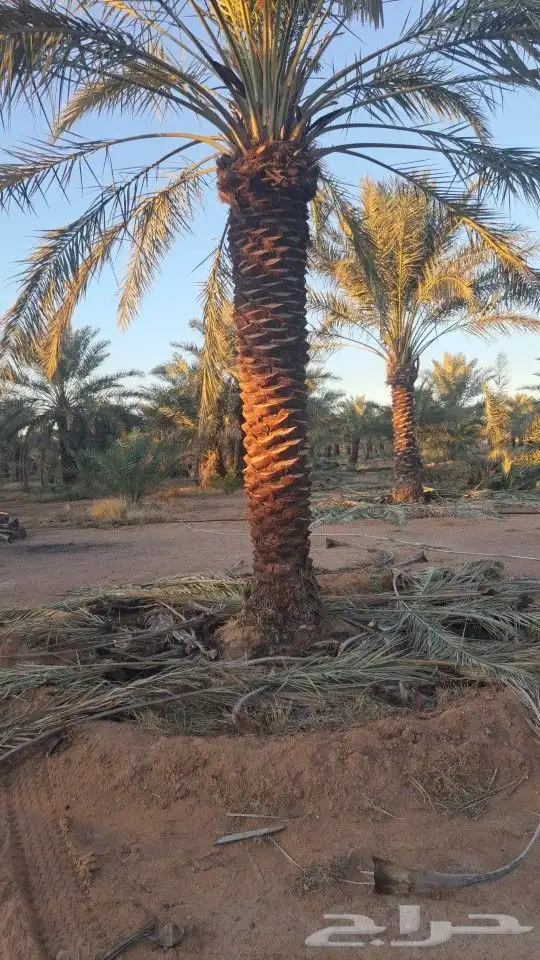 نخل لبيع عربي 4