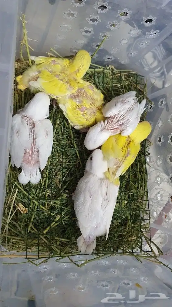 طيور  روز غر فرخ 1