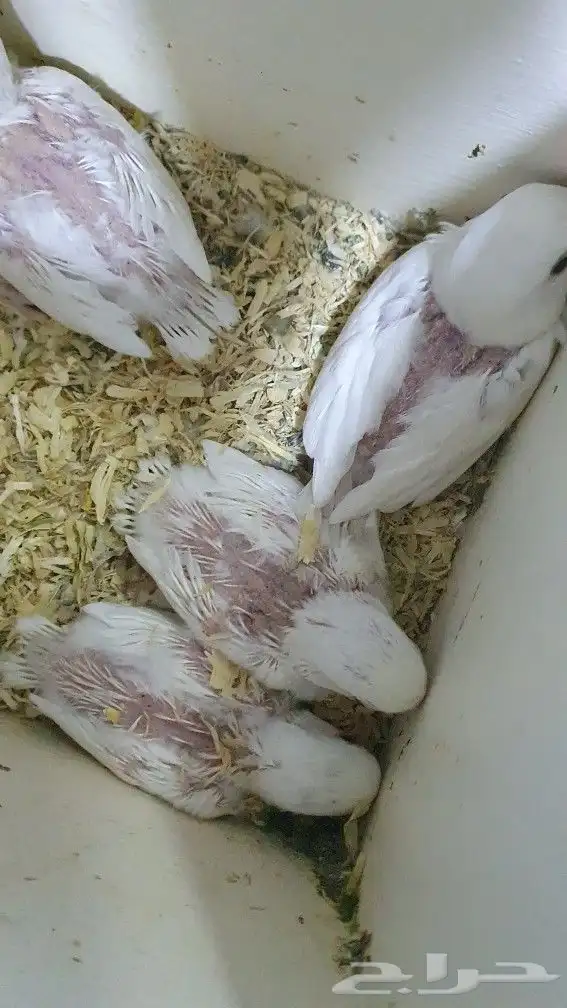 طيور  روز غر فرخ 0