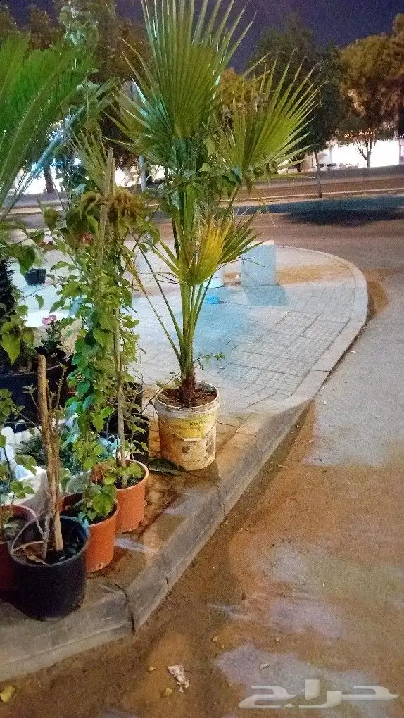 مزارع أشجار وبيع الشتلات وقص الأشجار 0