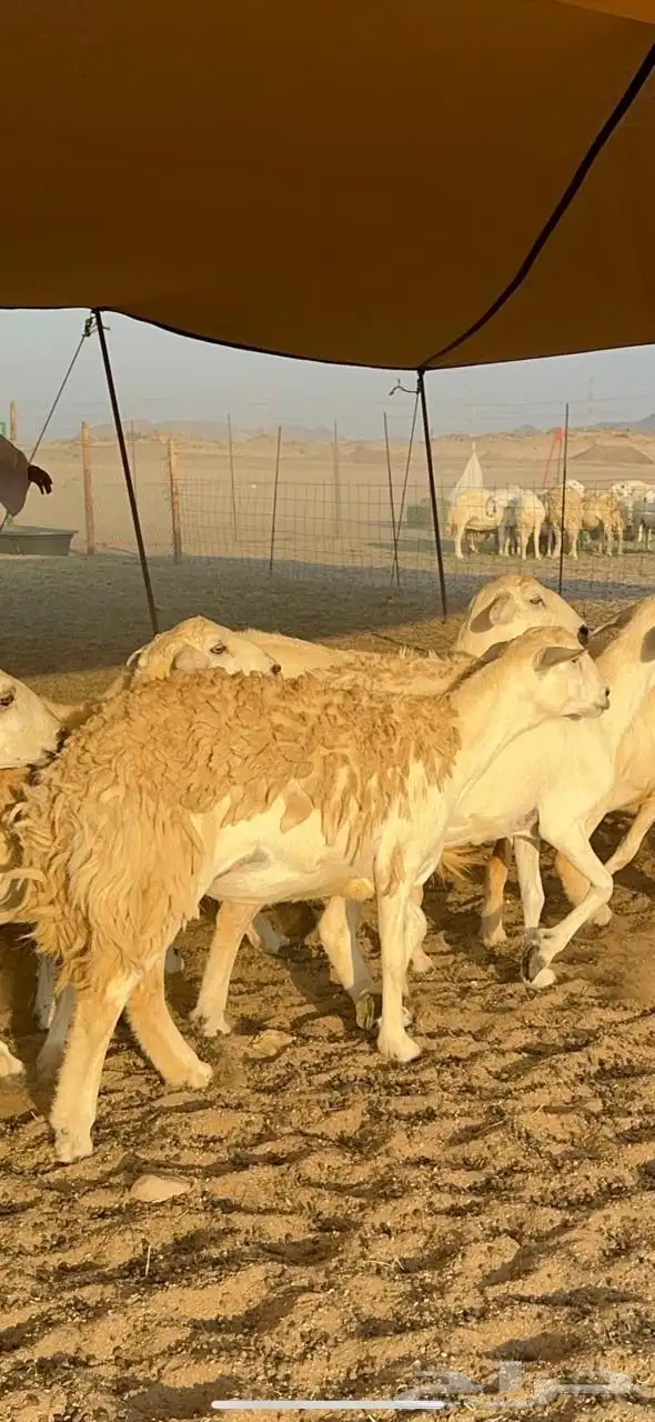 غنم حريات صنف حرررش طيبه العدد 51 بلفحل 1