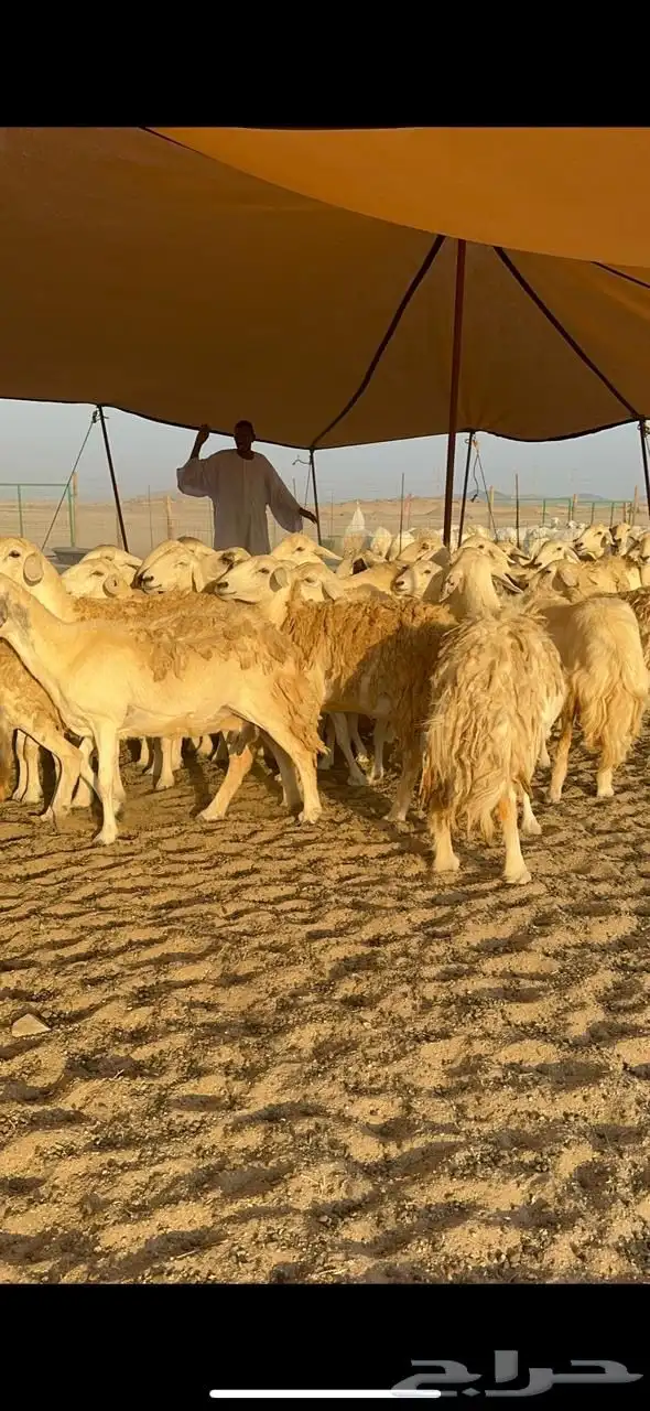 غنم حريات صنف حرررش طيبه العدد 51 بلفحل 12