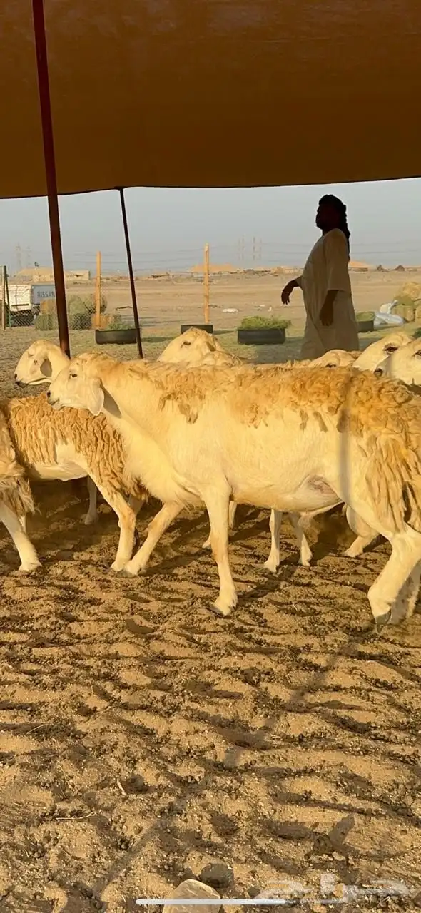 غنم حريات صنف حرررش طيبه العدد 51 بلفحل 10