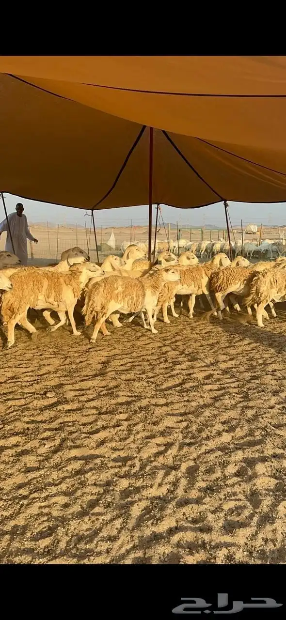 غنم حريات صنف حرررش طيبه العدد 51 بلفحل 4