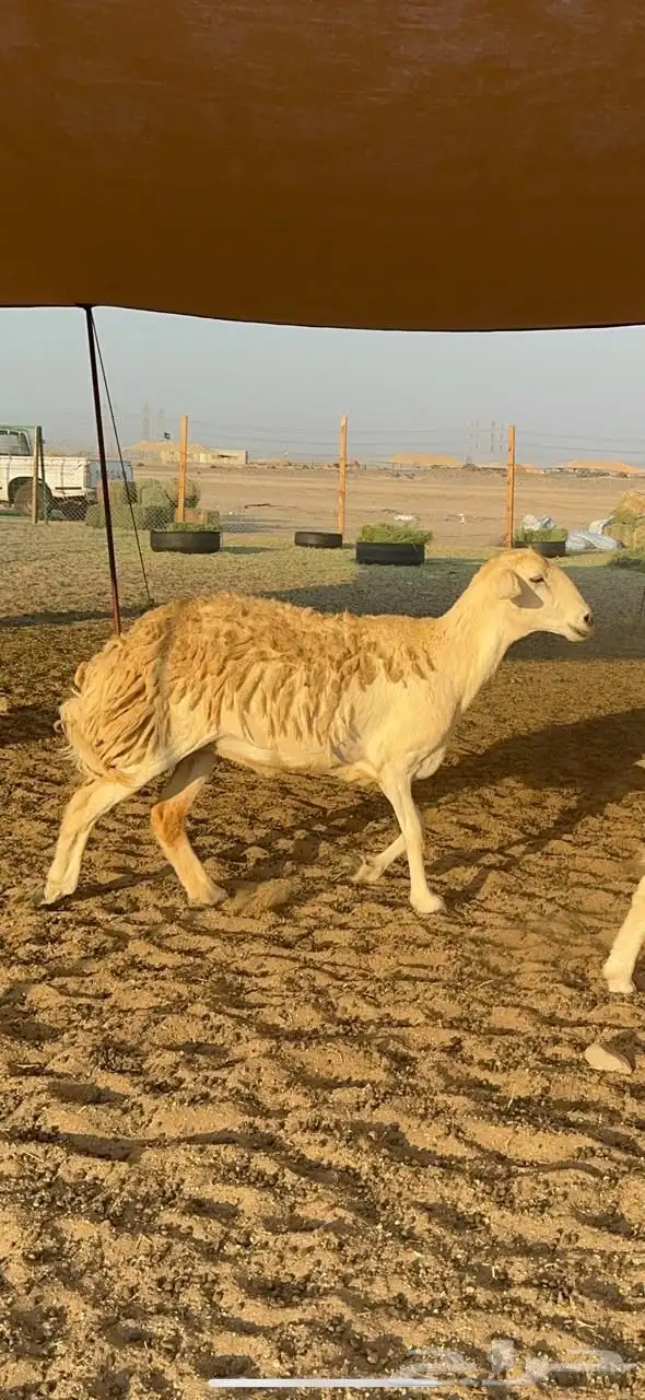 غنم حريات صنف حرررش طيبه العدد 51 بلفحل 6