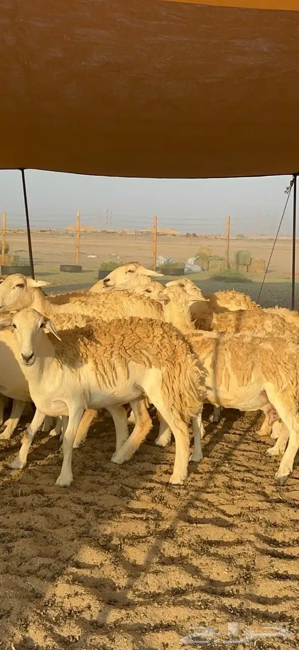 غنم حريات صنف حرررش طيبه العدد 51 بلفحل 7