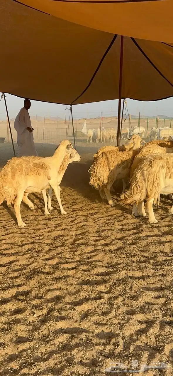 غنم حريات صنف حرررش طيبه العدد 51 بلفحل 5