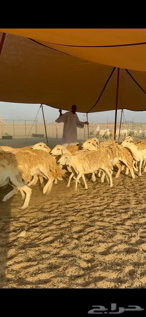 غنم حريات صنف حرررش طيبه العدد 51 بلفحل 9