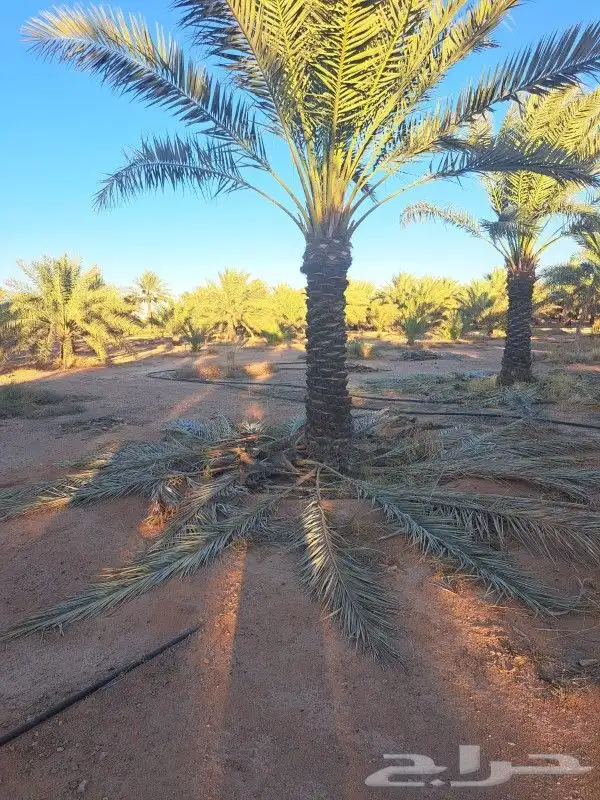 نخل لبيع عربي 0