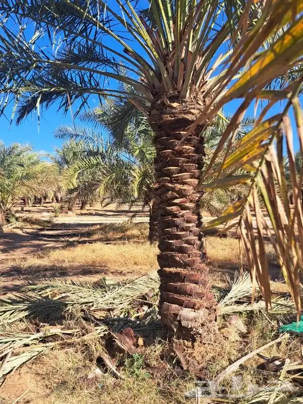 نخل لبيع عربي 2