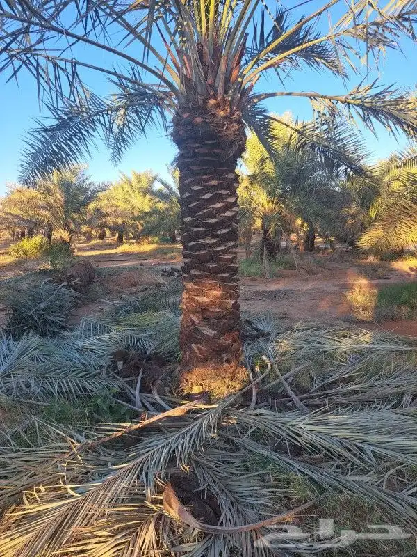 نخل لبيع عربي 1