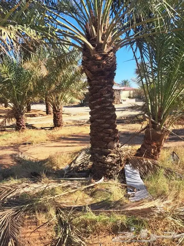 نخل لبيع عربي 3