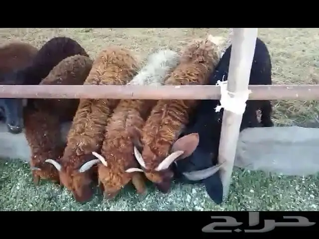 علف ازولا للحلال والدواجن والأسماك شبه مجاني 2