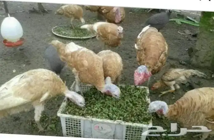 علف ازولا للحلال والدواجن والأسماك شبه مجاني 6
