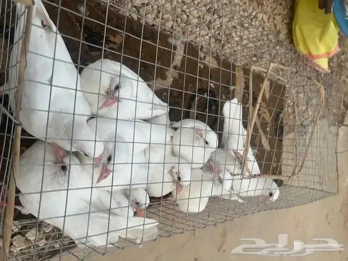 للبيع زغاليل حمام فرنسي آبيض و سلفر 1