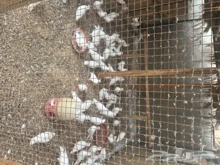 للبيع زغاليل حمام فرنسي آبيض و سلفر 3