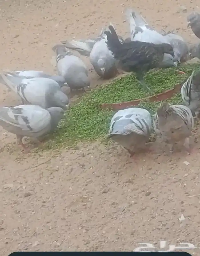 علف ازولا للحلال والدواجن والأسماك شبه مجاني 5