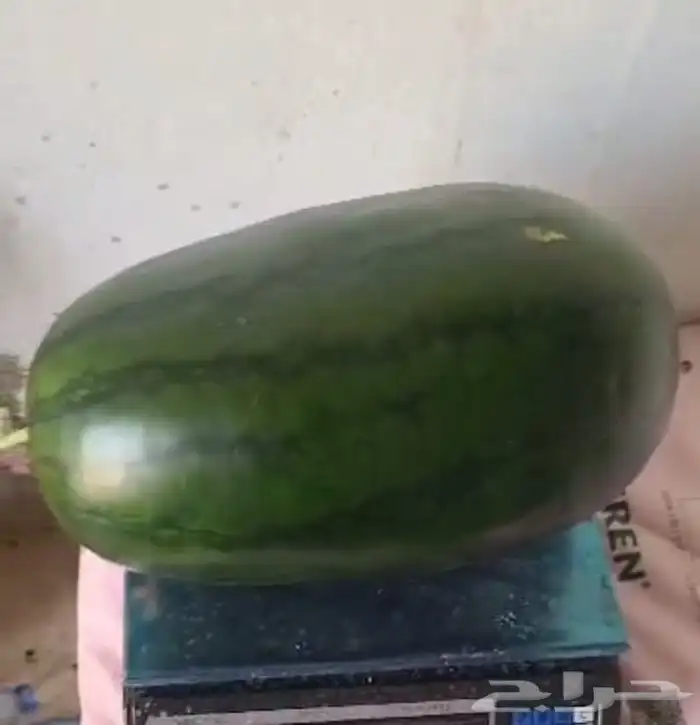 حبحب و شمام 1