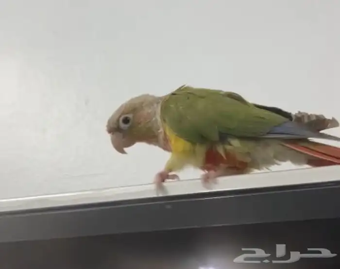 كنيور ماشاءالله لاقوة إلا بالله 1