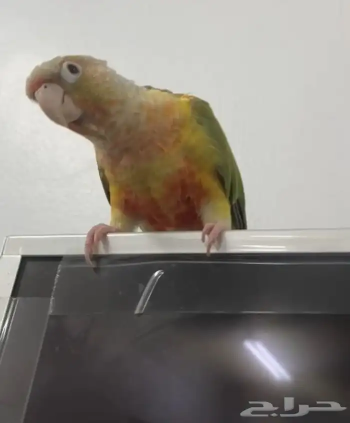 كنيور ماشاءالله لاقوة إلا بالله 2