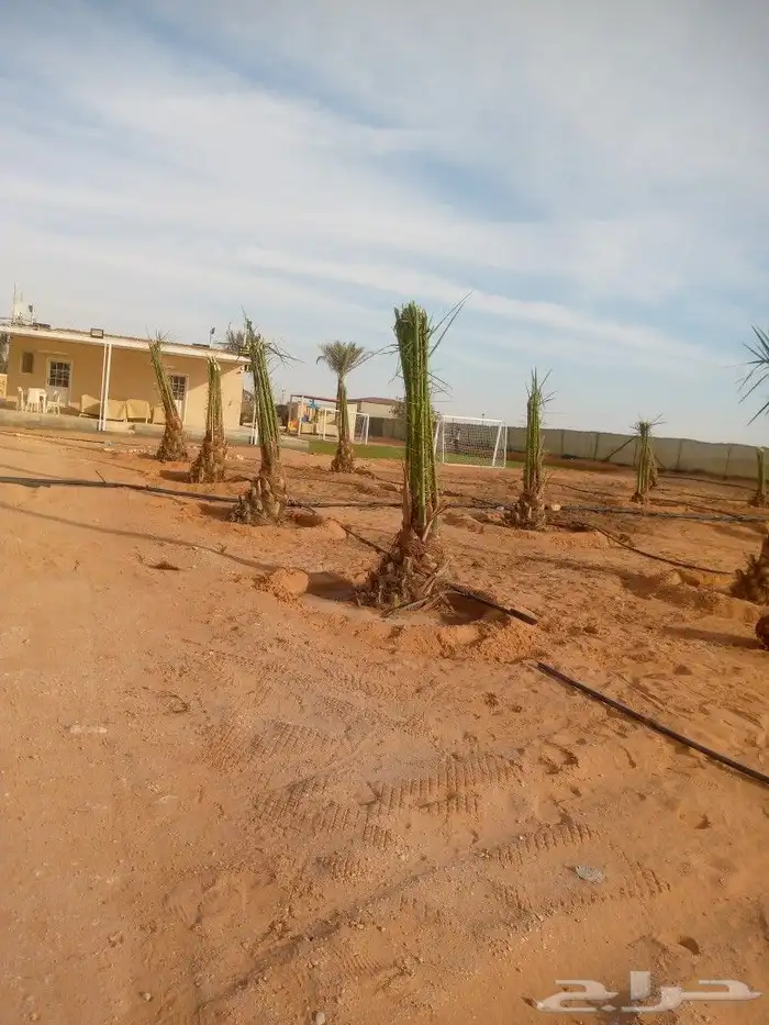 نخل اخلاص محمل 1