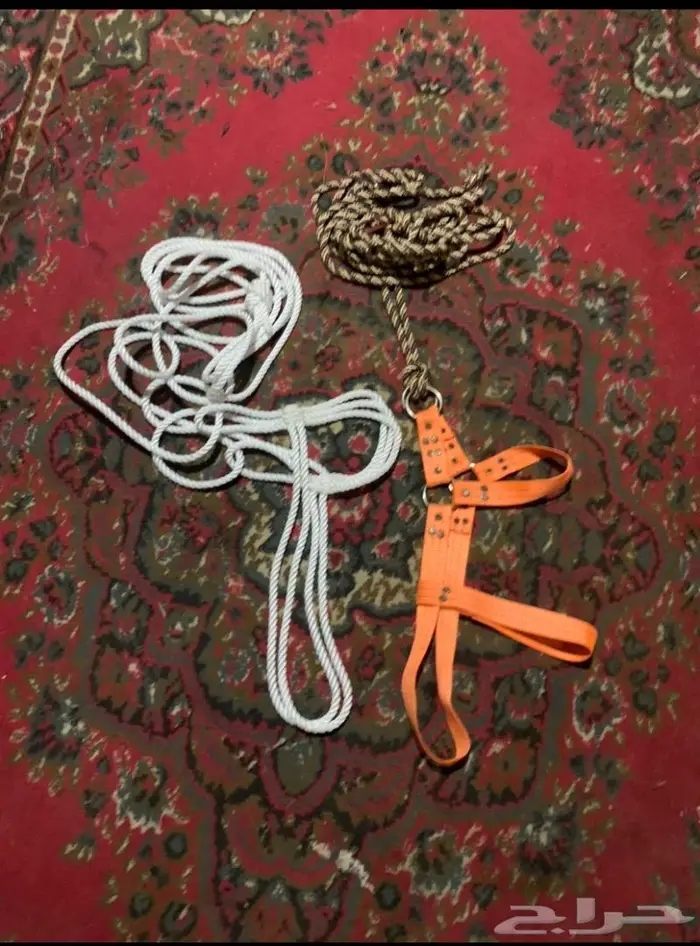 شداد سوداني وجميع مستلزمات الابل 5