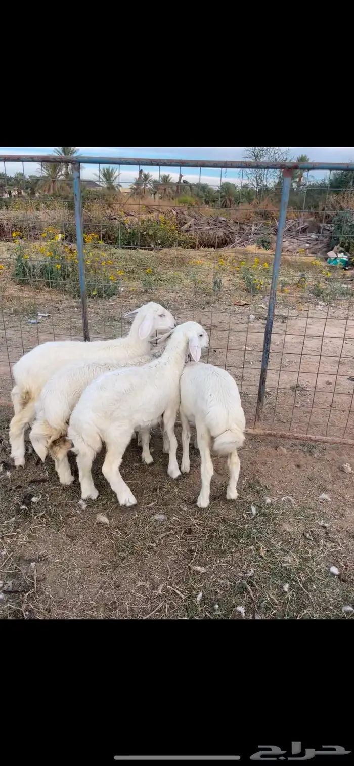 رخال شحم فل الفل تم البيع 1