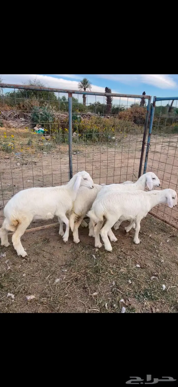 رخال شحم فل الفل تم البيع 2