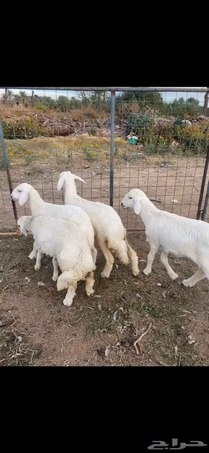 رخال شحم فل الفل تم البيع 3