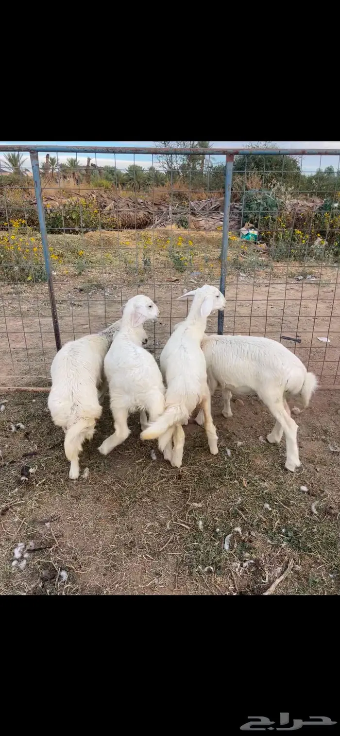 رخال شحم فل الفل تم البيع 4