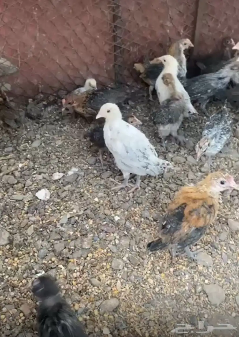 دجاج 0