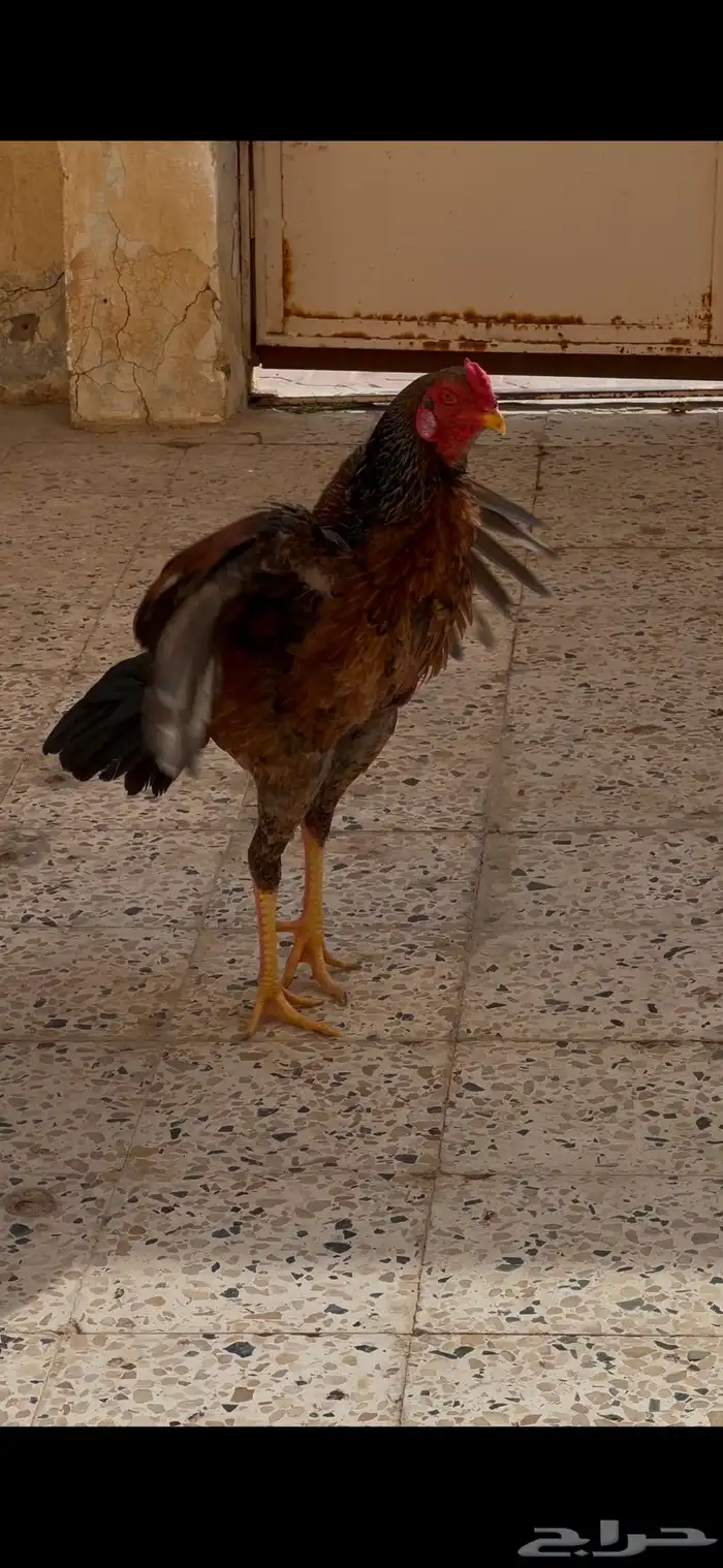 ديك شامو ياباني 5
