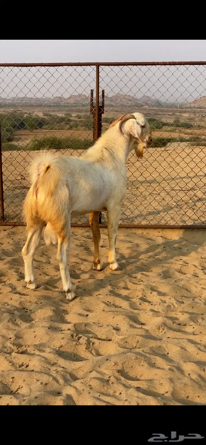 تيس ابرص فحل 1