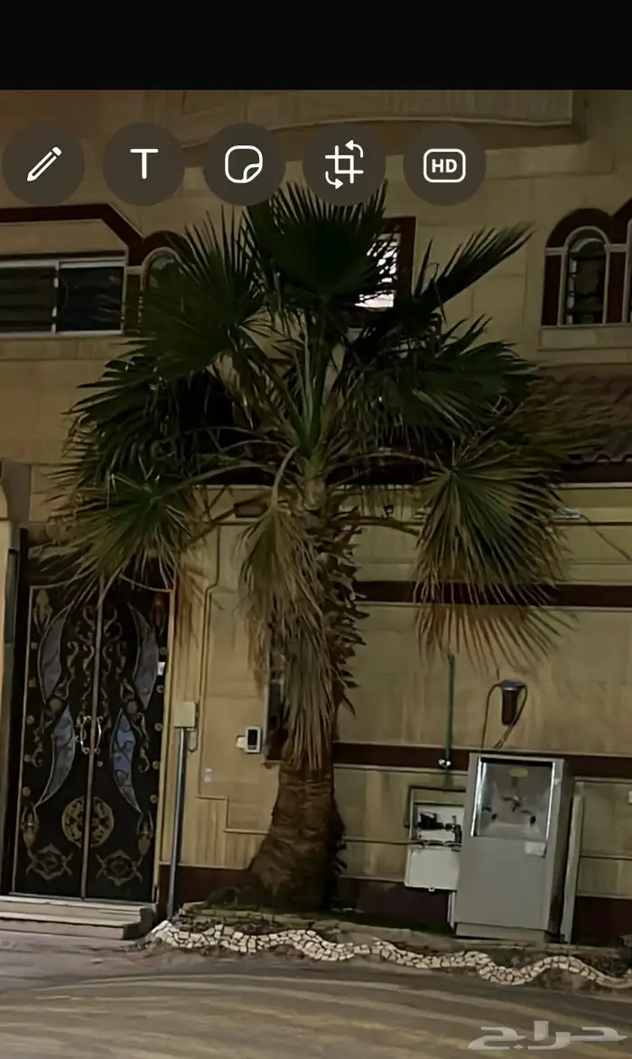 نخل واشنطني 2
