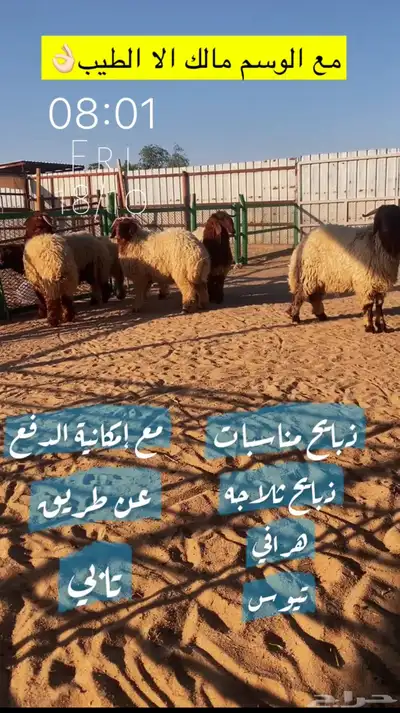 مؤسسة خيال الوسم لبيع وشراء المواشي جمله وتجزئه 1