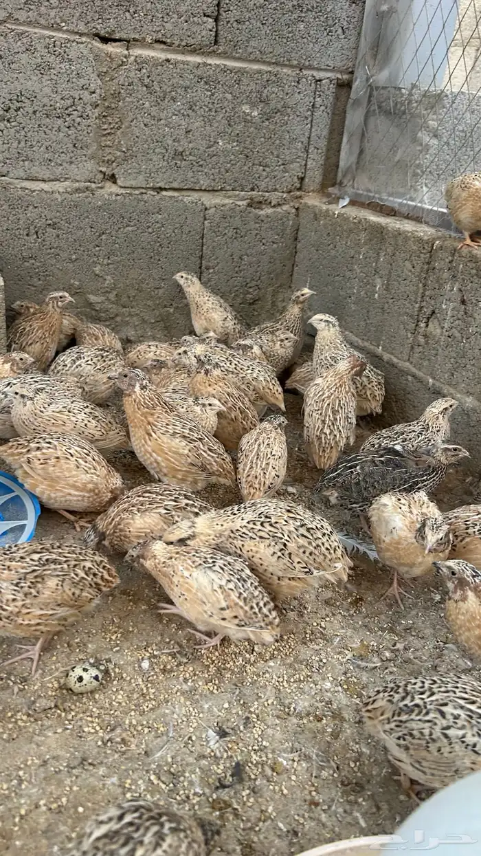 سمان الزوج من 12 0