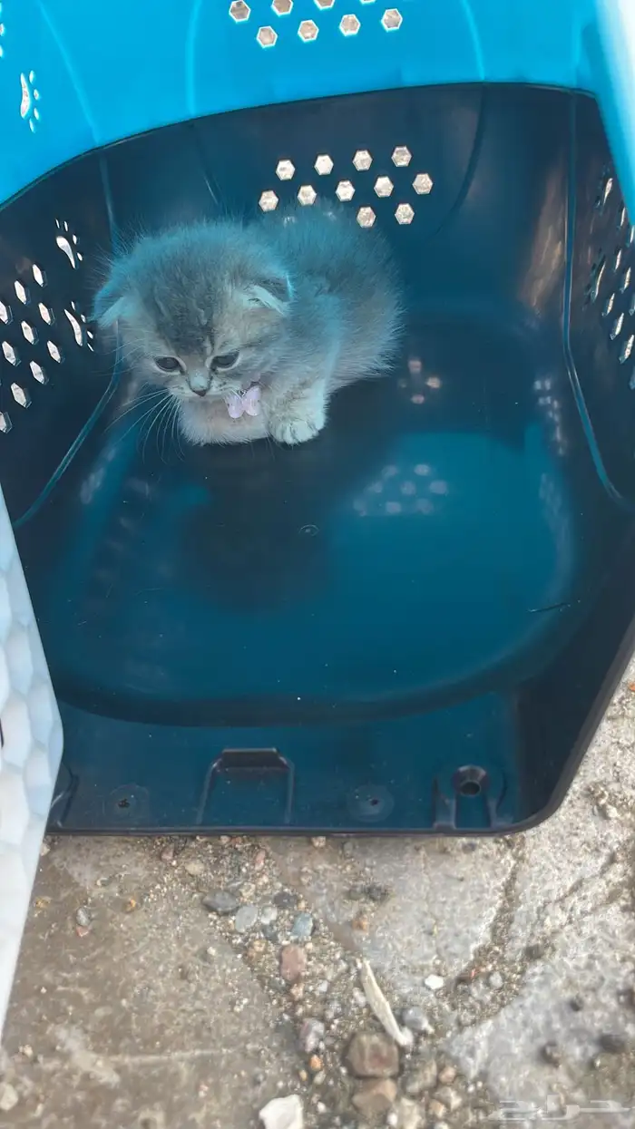 موصل رسايل وحيوانات من نجران الي جده 9