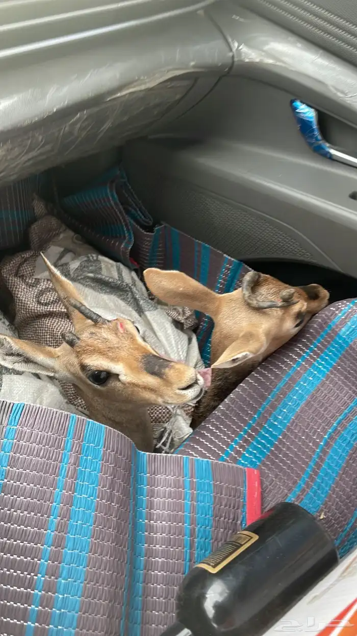 موصل رسايل وحيوانات من نجران الي جده 7