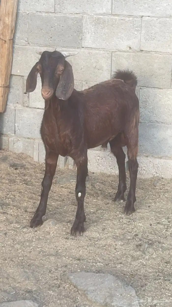 تيس كلهاري ادهم ادبس( تم البيع ) 1