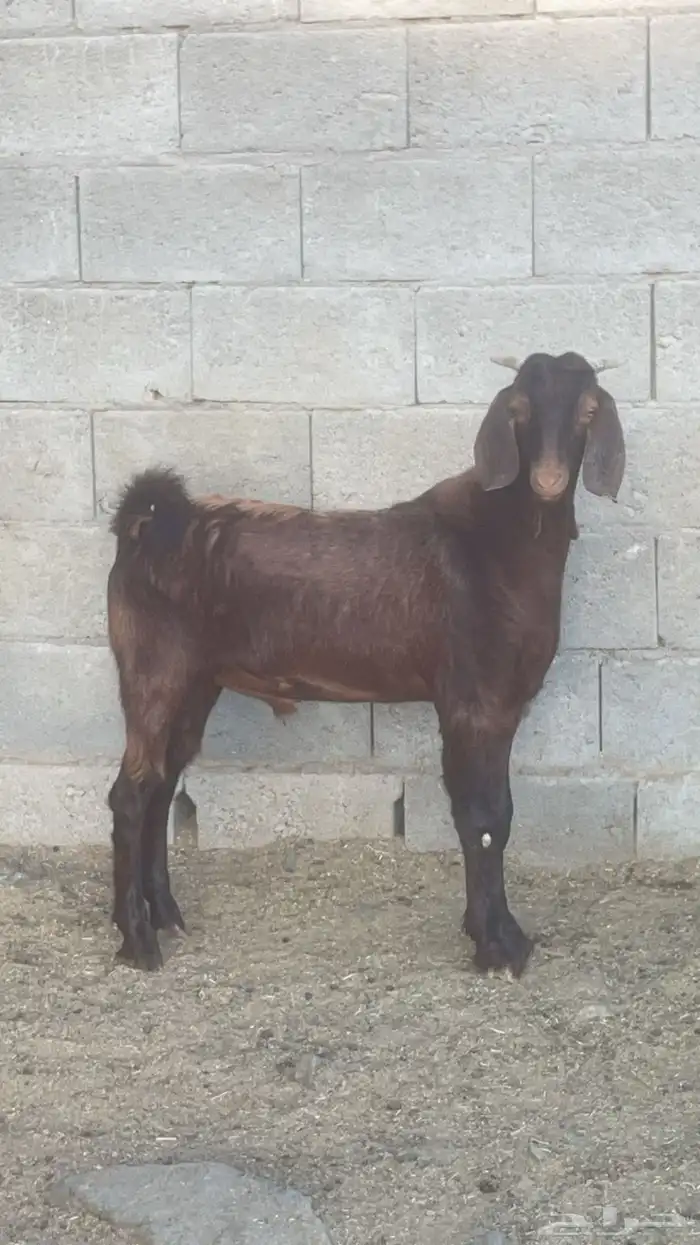 تيس كلهاري ادهم ادبس( تم البيع ) 4