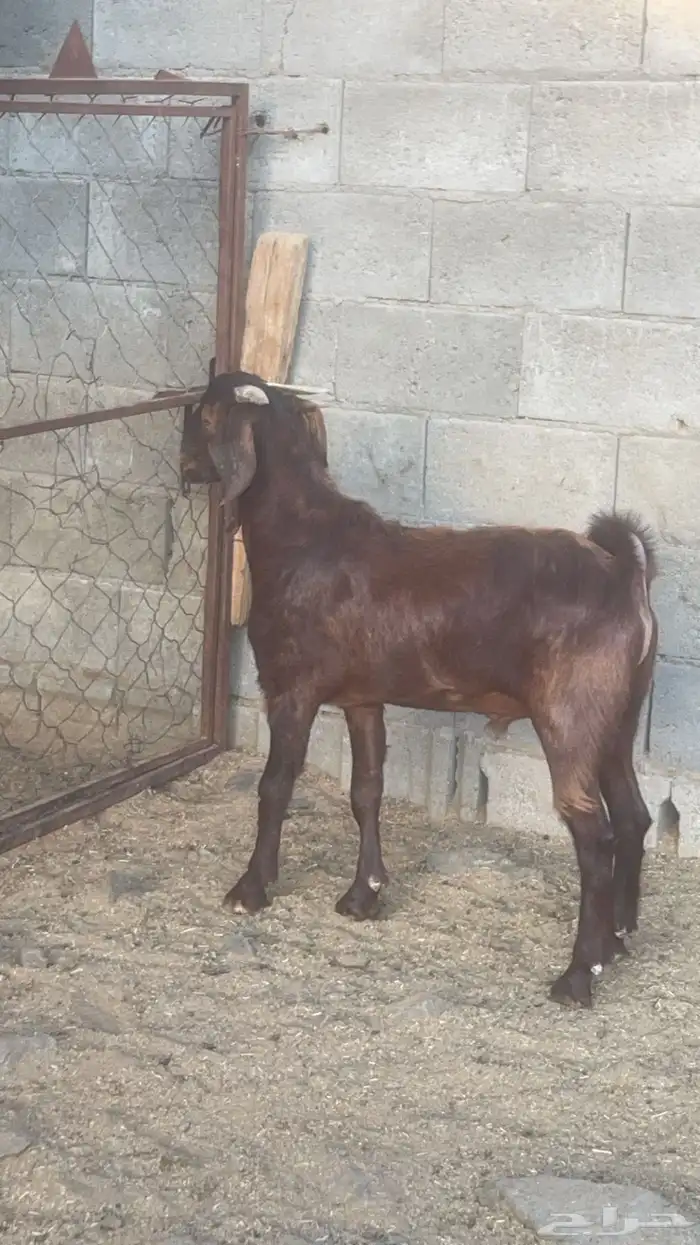 تيس كلهاري ادهم ادبس( تم البيع ) 3