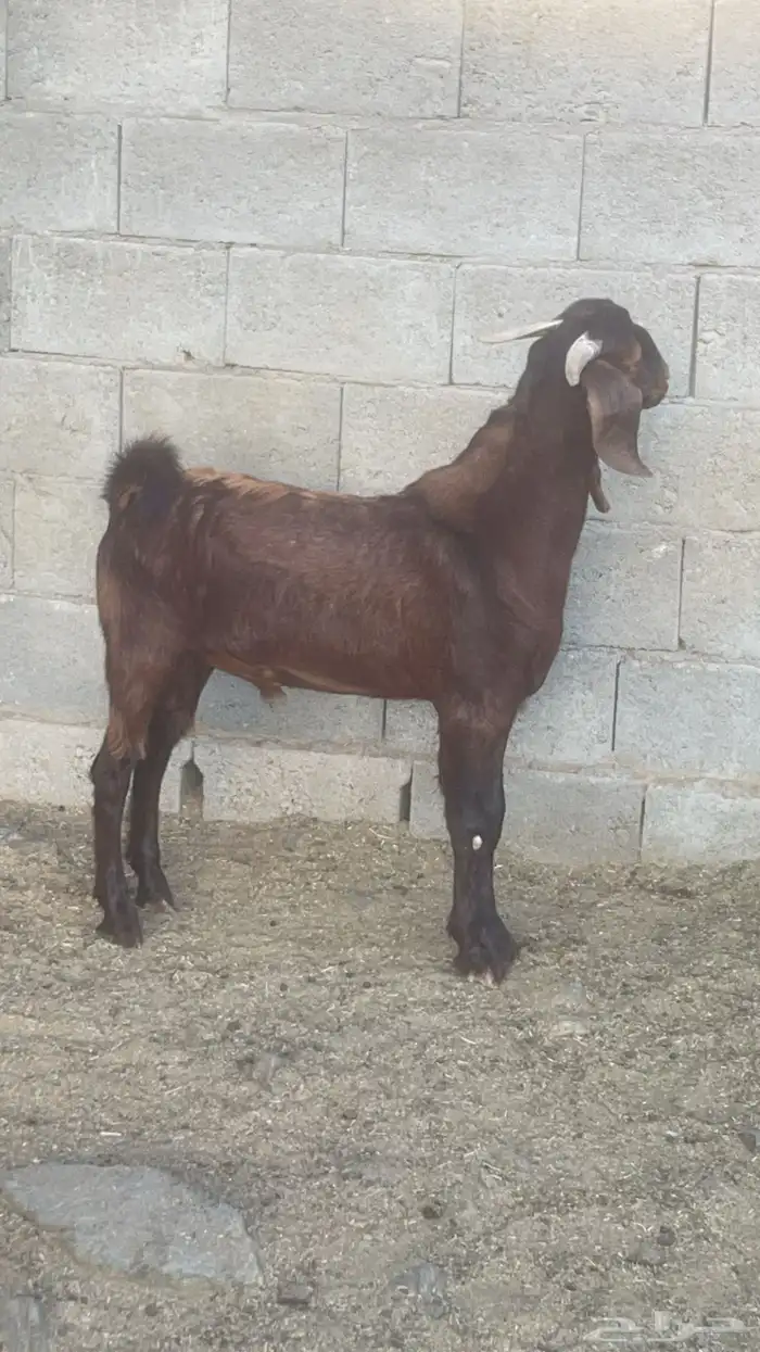 تيس كلهاري ادهم ادبس( تم البيع ) 2